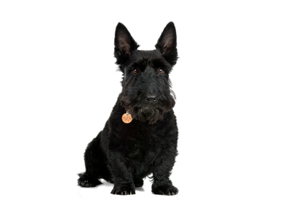 a Scottish Terrier sitting looking towards the camera