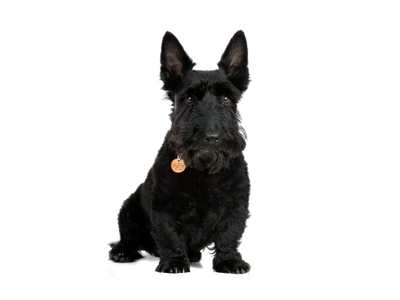 a Scottish Terrier sitting looking towards the camera