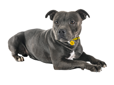 Staffie cross dog sitting during a photoshoot