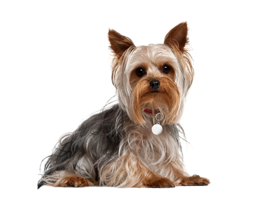 A Yorkshire Terrier looking towards the camera