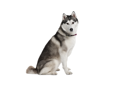 Akita dog behind a white, transparent background 