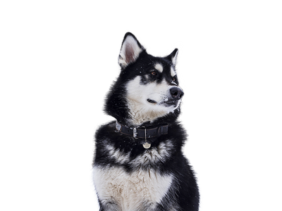 Alaskan Malamute dog behind a white, transparent background