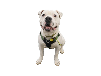 American Bulldog on white transparent background.