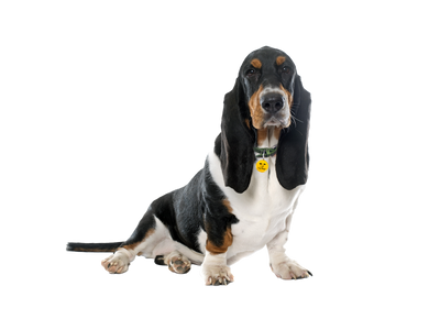 Basset Hound behind a white, transparent background