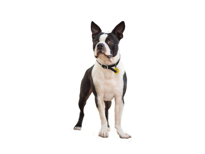 Boston Terrier behind a white, transparent background