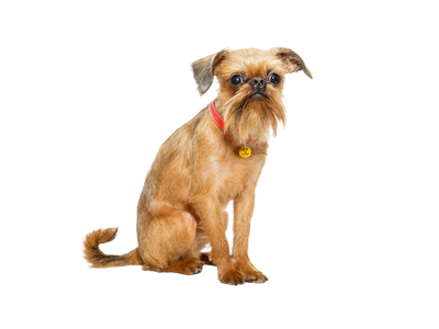 Brussels Griffon dog behind a white, transparent background