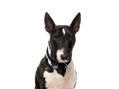 Bull Terrier dog behind a white, transparent background