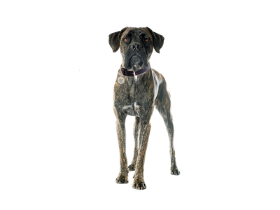 Cane Corso dog behind a white, transparent background