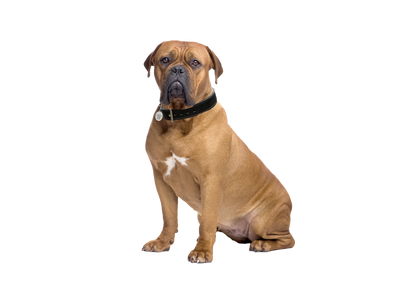 Dogue De Bordeaux dog behind a white, transparent background