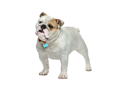 English Bulldog on a white transparent background. 