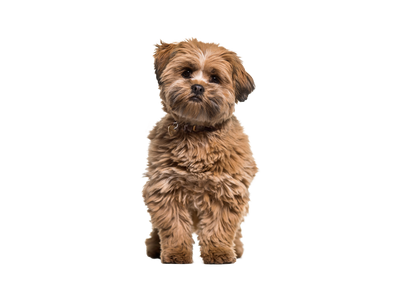 Lhasa Apso dog on white transparent background