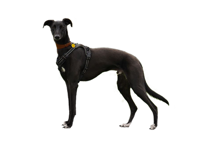 Lurcher behind a white, transparent background