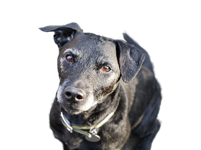 Patterdale Terrier black dog behind a white, transparent background