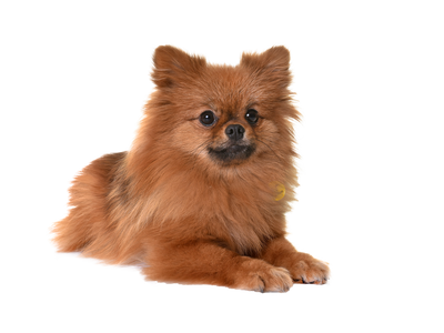 Pomeranian behind a white transparent background