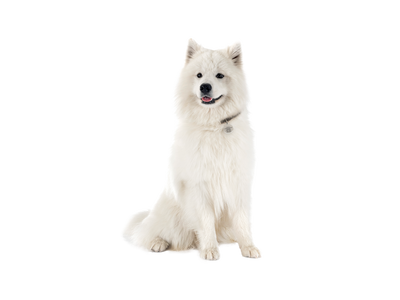 Spitz dog behind white transparent background