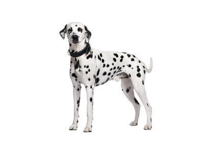 Dalmatian dog behind a white, transparent background