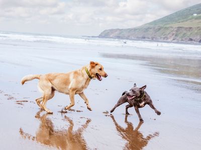 Keeping your dog safe at the beach
