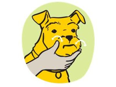 hand on dogs chin, showing proper technique to hold a dogs mouth