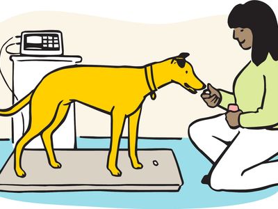 Illustration of dog on vet scales having treats. 
