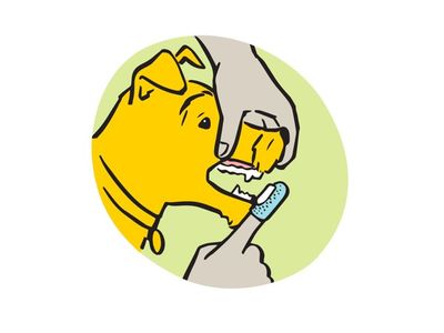 Illustration of owner brushing dogs teeth with rubber thimble and toothpaste. 