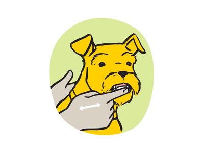 Illustration of owner rubbing toothpaste on dogs teeth in a circular and left and right motion. 