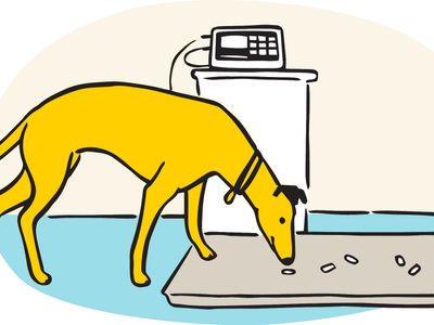 Illustration of dog eating a trail of treats onto some vet scales. 