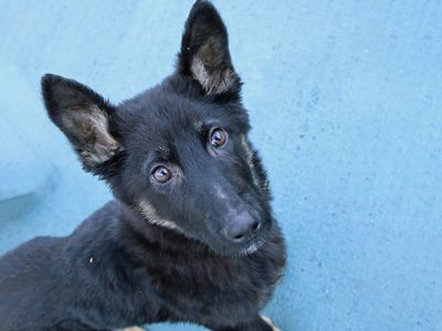 Dogs like Tiny urgently need the miracle of Dogs Trust to survive.