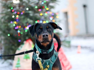 ‘Tis the season to frolic at our festive fairs