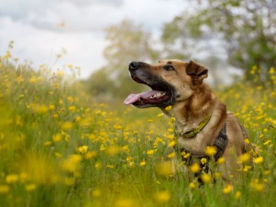 Milo the crossbreed dog lying in a meadow of yellow flowers