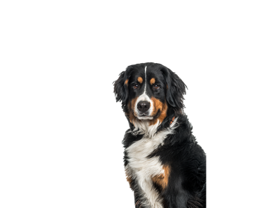 Image of a tri-coloured white, tan and black Bernese Mountain dog behind a white background.