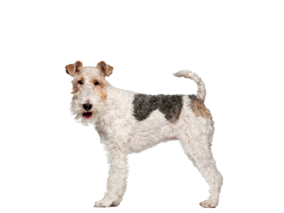 Image of a Fox Terrier behind a white background. 