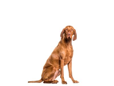 Hungarian Vizsla