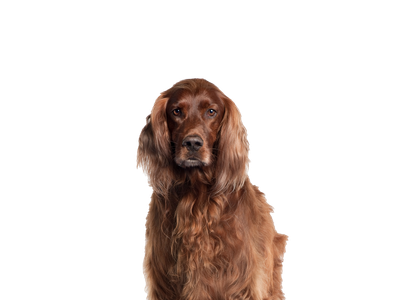 Image of a red Irish Setter dog behind a white background.