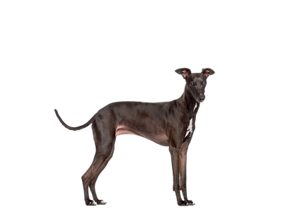 Italian Greyhound