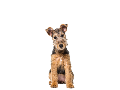 Image of a brown and tan Lakeland Terrier dog behind a white background.