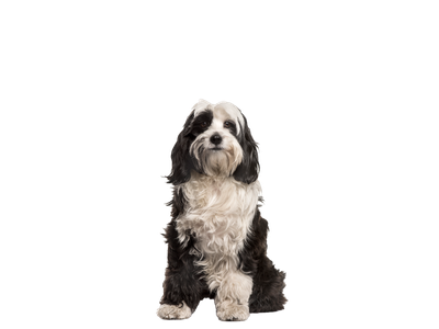 Image of a black and white Tibetan Terrier behind a white background.