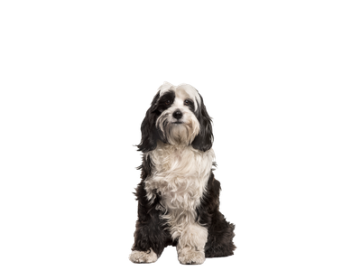 Tibetan Terrier