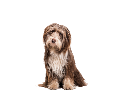 Image of a brown and white Bearded Collie dog behind a white background. 