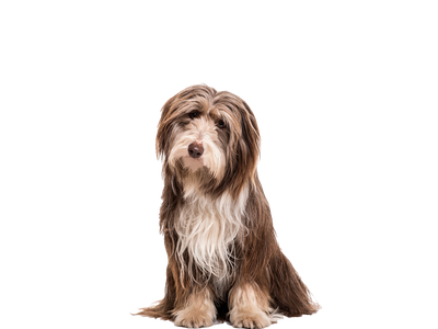 Bearded Collie