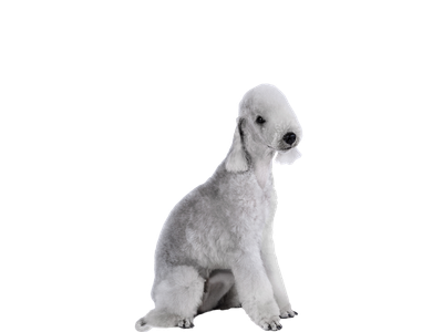 Image of a white Bedlington Terrier behind a white background. 