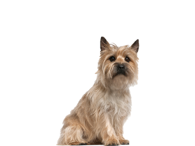 Image of a Cairn Terrier behind a white background. 