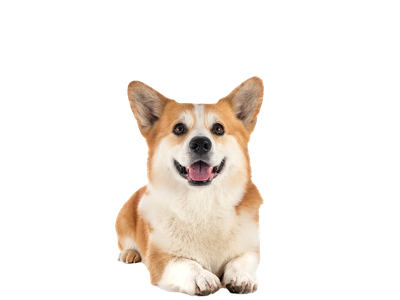 Image of Corgi dog behind white background. 