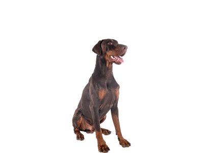 Photo of a brown and tan adult Dobermann, looking away from the camera behind a white background. 