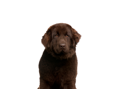 Image of brown Newfoundland dog behind a white background. 