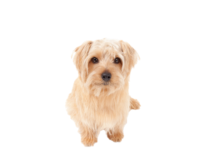 Image of a cream Norfolk Terrier dog behind a white background. 