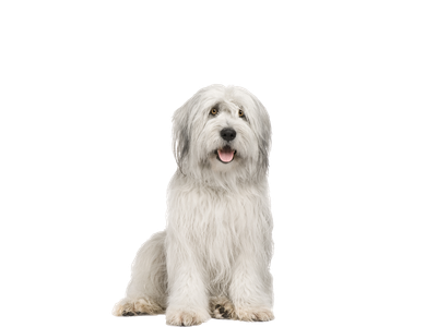 Image of a white Old English Sheepdog behind a white background. 