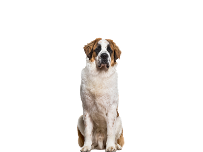 A white and tan Saint Bernard dog sitting behind a white background.