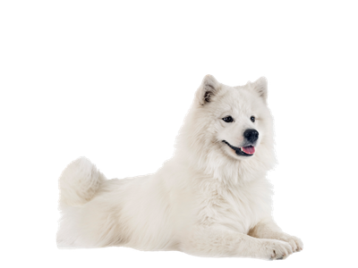 Samoyed