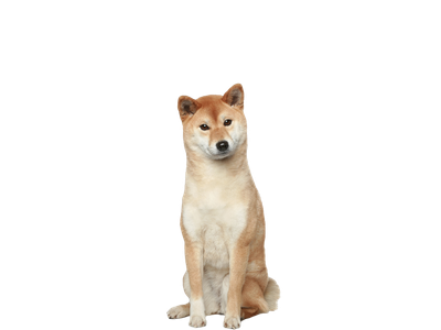 Image of a tan and white Japanese Shiba Inu dog behind a white background.