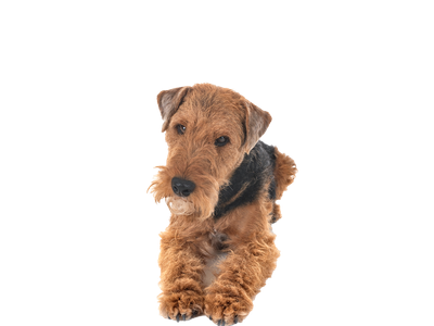 Image of Welsh Terrier behind a white background. 